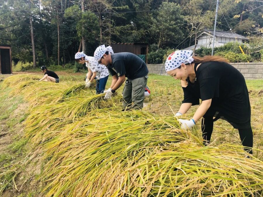 まるがやつ-MARUGAYATSUの稲刈り体験