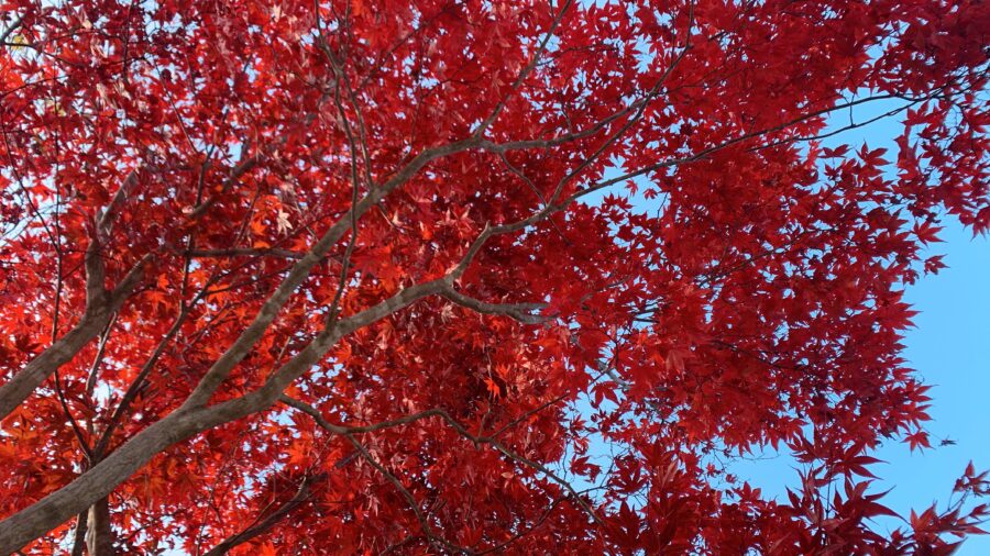 coyado那須の紅葉風景