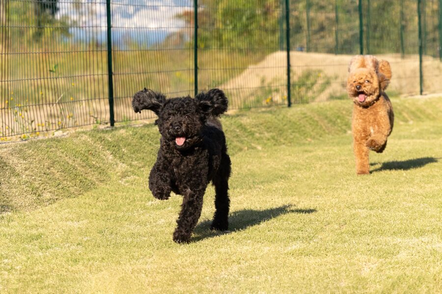 SUNSET DOG VILLAGE 淡路島のドッグラン