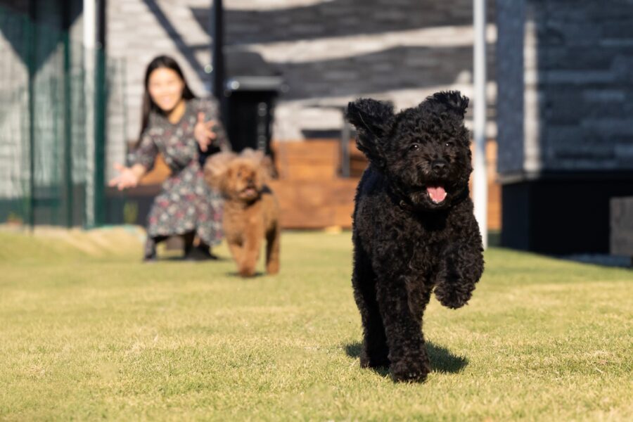 SUNSET DOG VILLAGE 淡路島のドッグラン