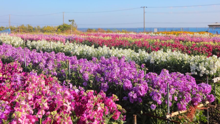 南房総市の花摘みスポット