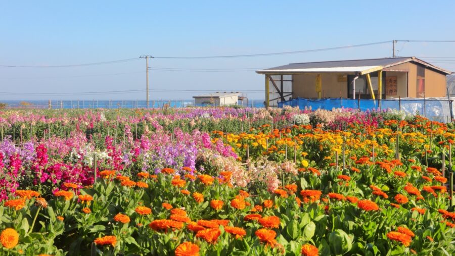 南房総市の花摘みスポット